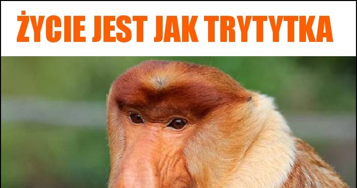 ycie-jest-jak-trytytka-memy-gify-i-mieszne-obrazki-facebook-tapety