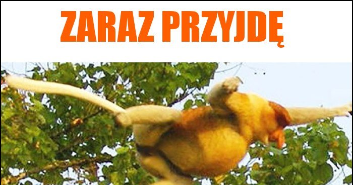 Zaraz przyjdę memy, gify i śmieszne obrazki facebook, tapety ...