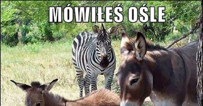 Mieszaniec osioł zebra, mówiłeś ośle, że nie wpadniemy memy, gify i ...