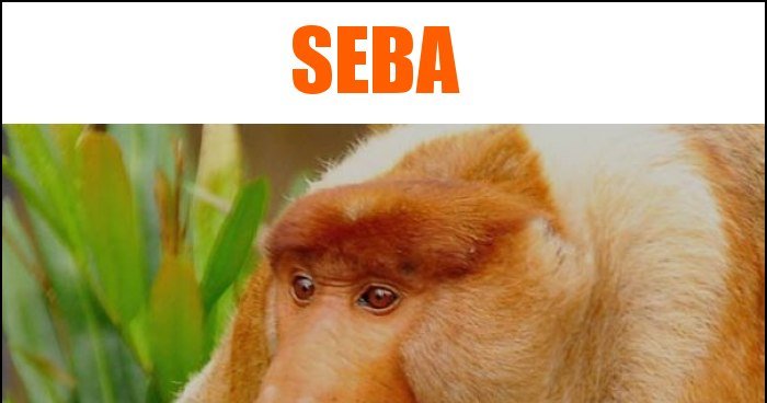 sEBA memy, gify i śmieszne obrazki facebook, tapety, demotywatory zdjęcia