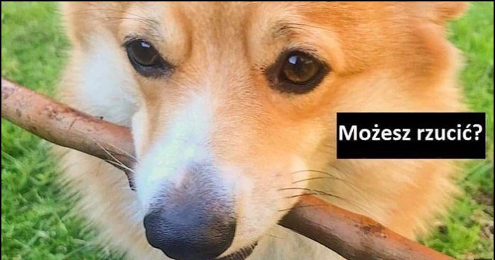 pies-kijek-patyk-mo-esz-rzuci-nie-zabieraj-tylko-rzu-memy-gify-i