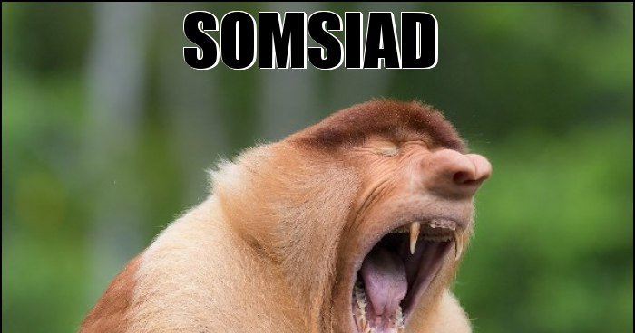 Somsiad memy, gify i śmieszne obrazki facebook, tapety, demotywatory