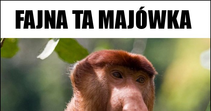 Fajna ta majówka memy, gify i śmieszne obrazki facebook, tapety ...