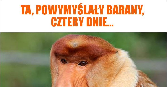 ta, powymyślały barany, cztery dnie... memy, gify i śmieszne obrazki ...