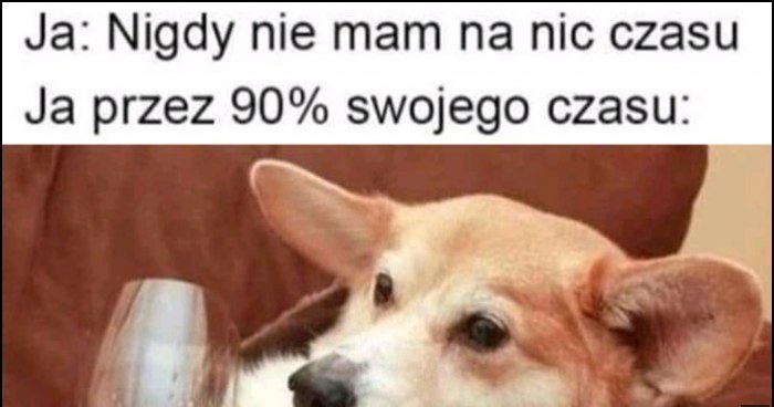 Ja: nigdy nie mam czasu na nic, ja przez 90% swojego czasu pies z winem