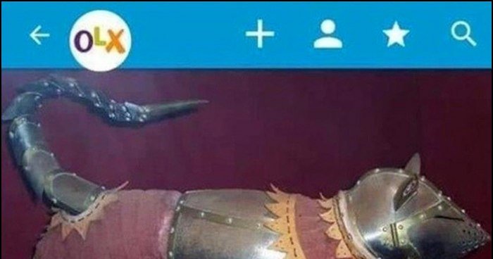 Zbroja Dla Kota Na Bitwę Pod Grunwaldem Zbroja dla kota na bitwę pod Grunwaldem ogłoszenie OLX memy, gify i
