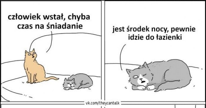 Kot: człowiek wstał, chyba czas na śniadanie, jest środek nocy, pewnie idzie do łazienki, może da nam śniadanie skoro wstała, zapytam