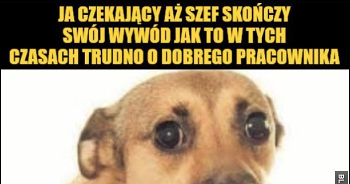 Pies piesek: ja czekający, aż szef skończy swój wywód jak to w tych czasach trudno o dobrego pracownika, żeby mu powiedzieć, iż Dymitra wciągnęła tokarka