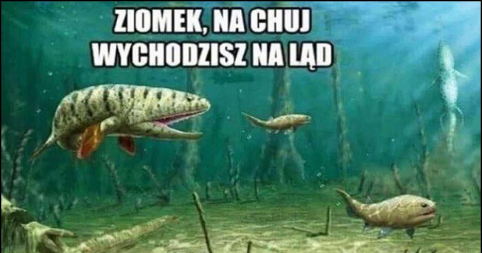 Ryby ziomek po co wychodzisz na ląd, warto: kebab i Harnaś piwo