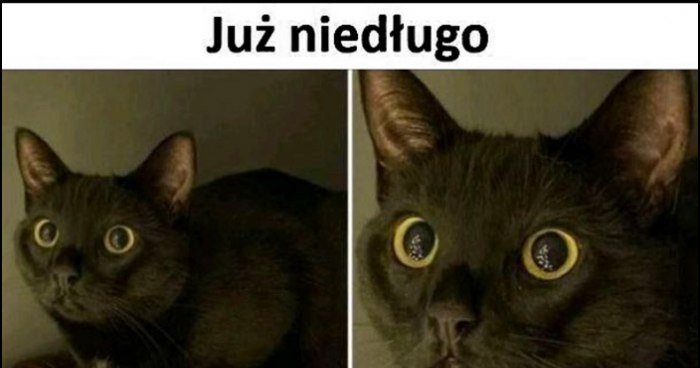 Już niedługo kot patrzy na choinkę