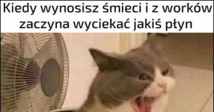 Kiedy wynosisz śmieci i z worków zaczyna wyciekać jakiś płyn kot kotek reakcja