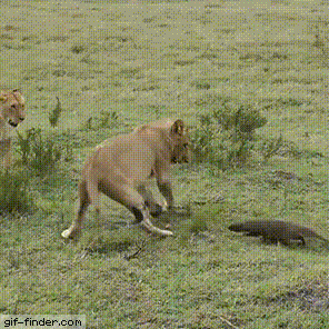 wystraszony-lew_2017-10-28_12-01-19.gif