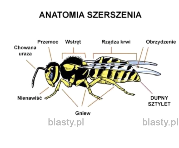 Anatomia szerszenia