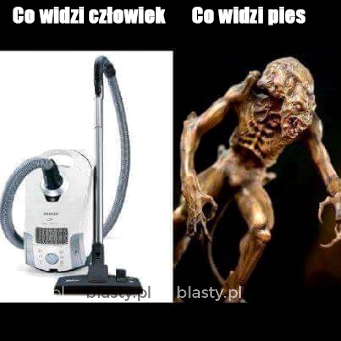 Co widzi człowiek a co widzi pies