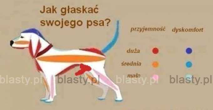 Jak głaskać psa