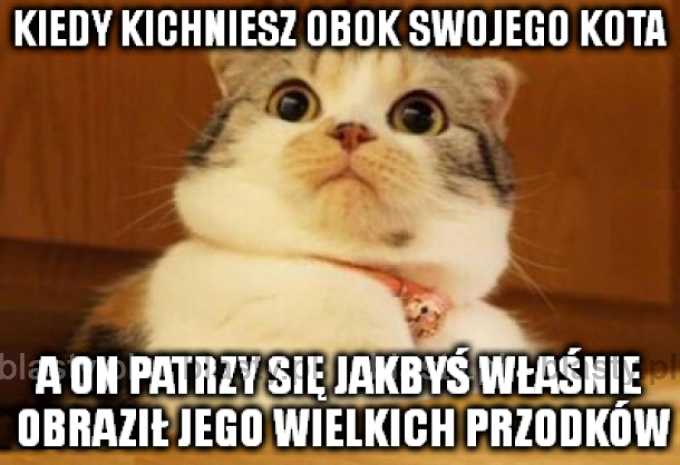 Kiedy kichniesz obok swojego kota.