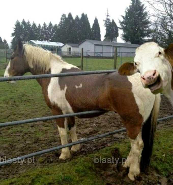 Koń by się nie uśmiał... - ale krowa tak.