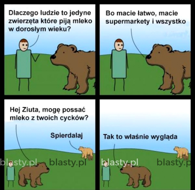 Krótka historia o niedźwiedziu