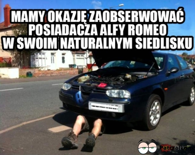 Mamy okazję zaobserwować posiadacz alfy romeo w swoim naturalnym środowisku