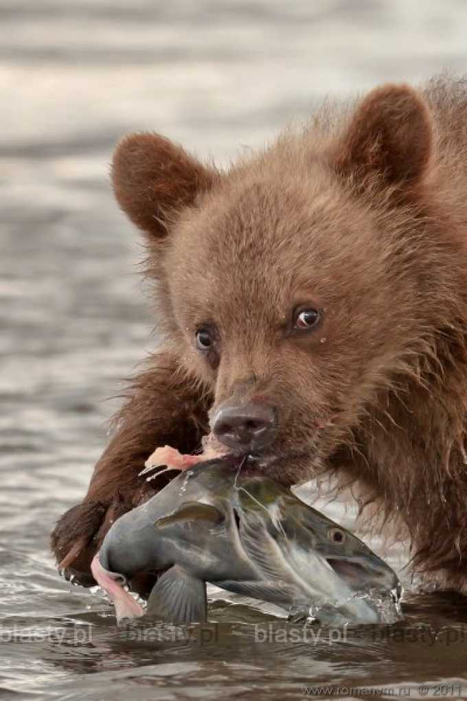 Młody niedźwiedź wykazuje się bohaterską podstawą i nie zważając na własne zdrowie i bezpieczeństwo ratuje ranną rybę z rwącej rzeki