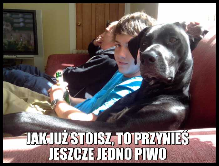 Mój pies jest taki mądry