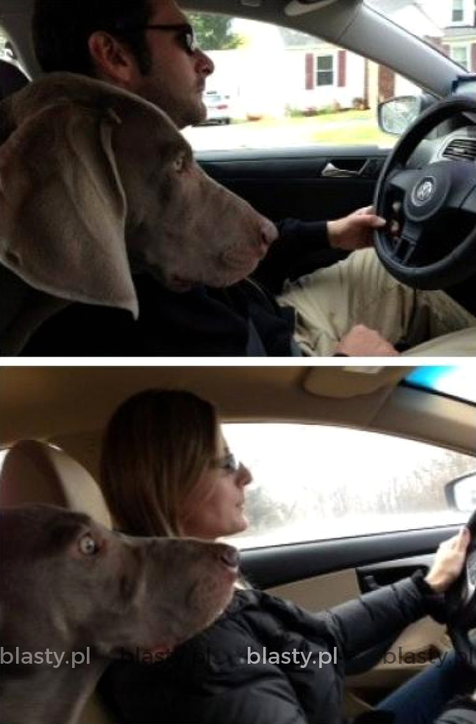 Niech pies zdecyduje, kto jest lepszym kierowcą