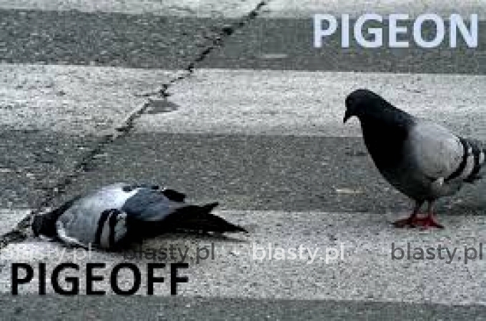 Pigeon vs Pigeoff