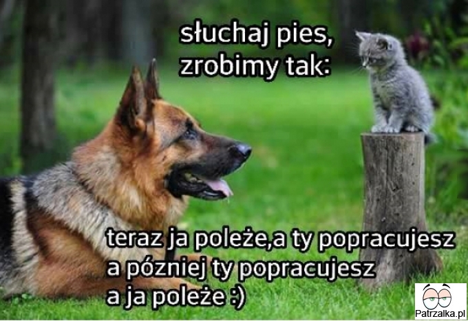 Słuchaj pies