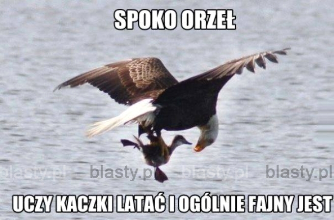 Spoko orzeł