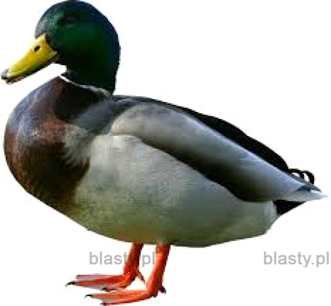 Suck my duck