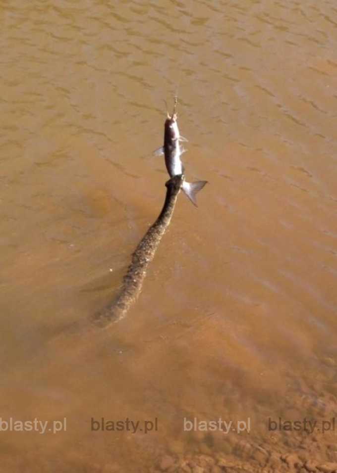 Ta ryba topiła się, ale przyjaciel wąż ją uratował.