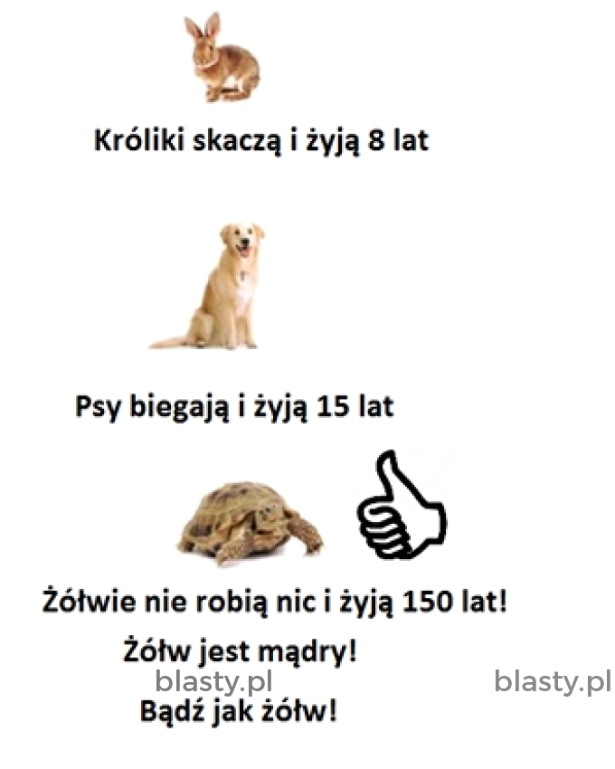 To jest żółw