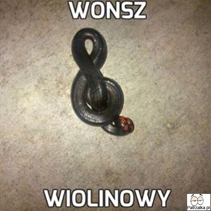 Wonsz wiolinowy