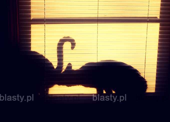 Wzruszające zdjęcie kota całującego fleminga