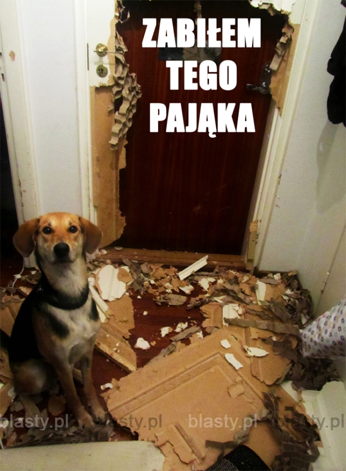 Zabiłem tego pająka