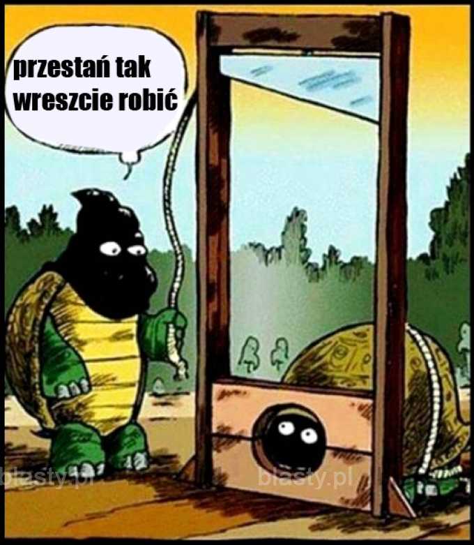 Żółwie takie są