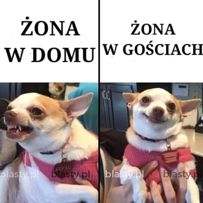 Żona w domu vs żona w gościach