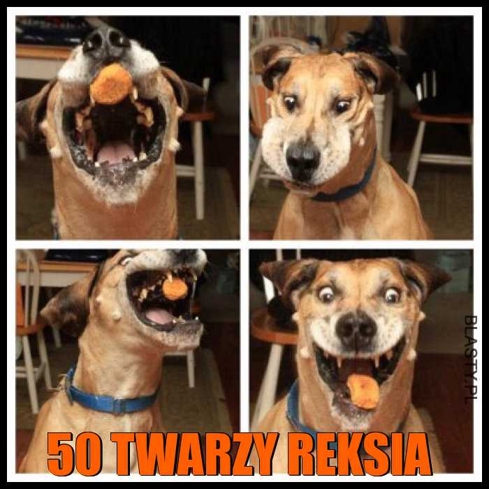 50 twarzy reksia