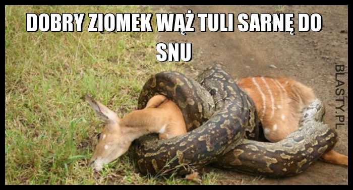 Dobry ziomek wąż tuli sarnę do snu