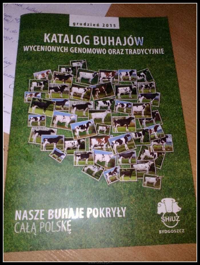 Katalog buhajów