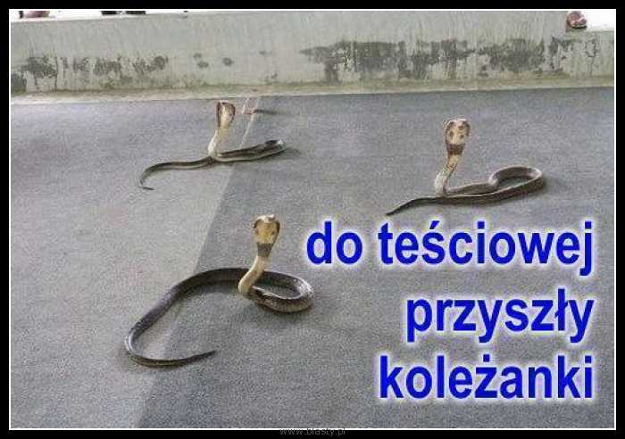 Kiedy teściowa zaprosi koleżanki