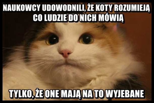 Koty mają wyjebane