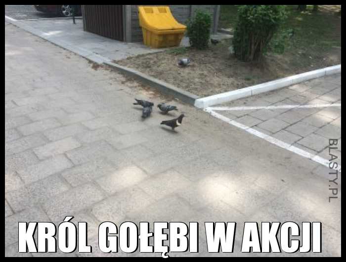 Król gołębi w akcji