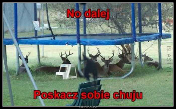 No dalej poskacz sobie