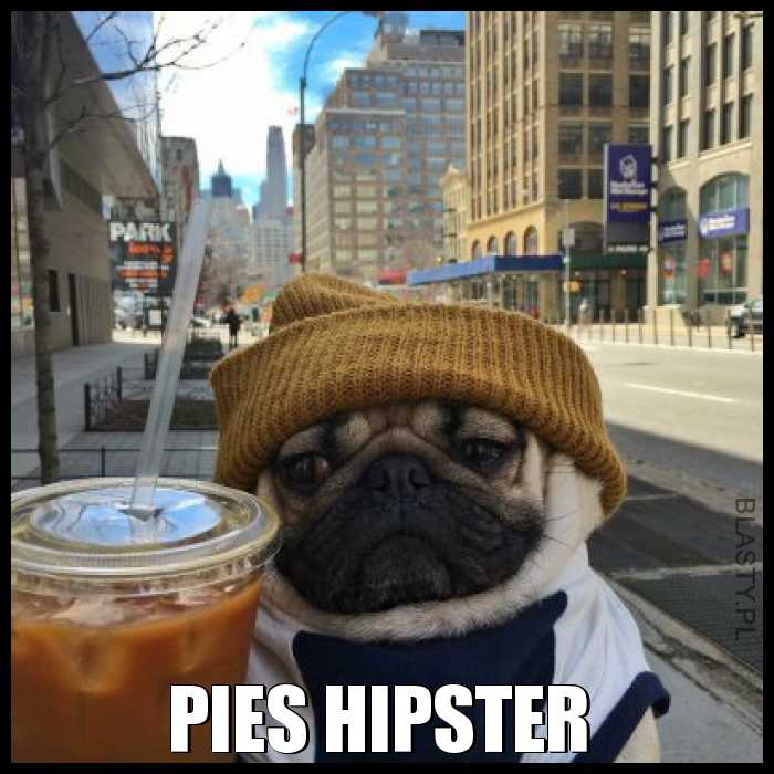 Pies hipster