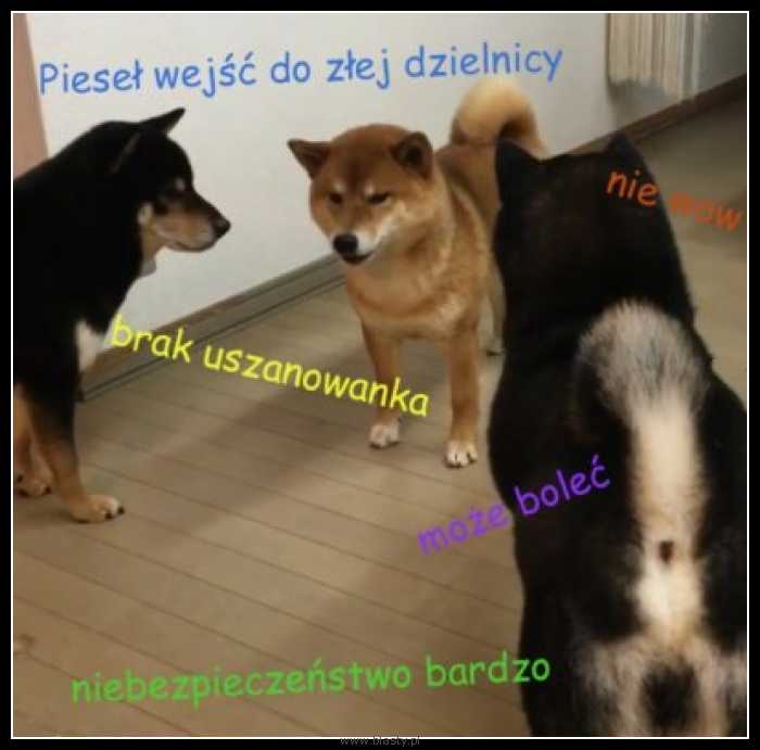 Pieseł do złej dzielnic