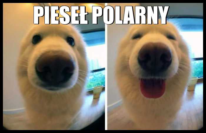 Pieseł Polarny