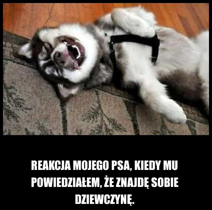 Reakcja mojego psa