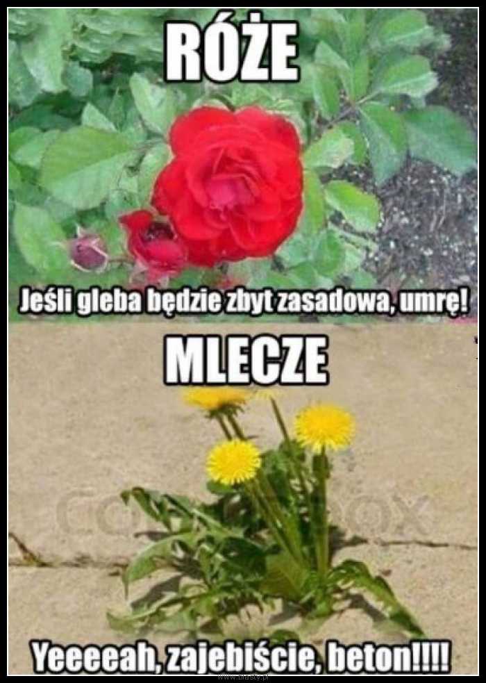 Róże vs mlecze