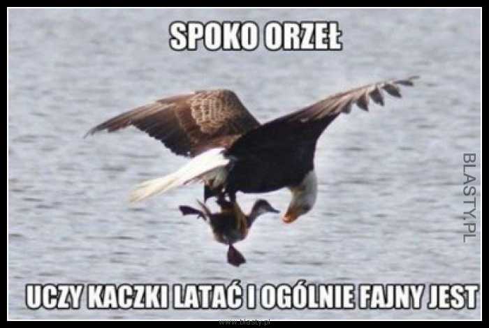 Spoko orzeł uczy kaczki latać